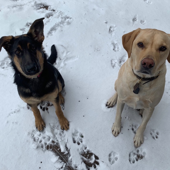 Meet your Posher, Billie Rae - Picture 8 of 8